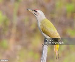 Attēlu rezultāti vaicājumam “Picus canus”