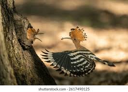 Attēlu rezultāti vaicājumam “Upupa epops adult”