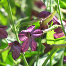 Image result for Nicotiana x sanderae `Perfume`F1