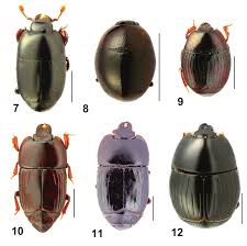 Attēlu rezultāti vaicājumam “Histeridae”