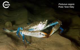 Image result for Callinectes sapidus
