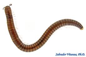 Attēlu rezultāti vaicājumam “Diplopoda”