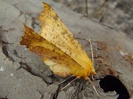 Attēlu rezultāti vaicājumam “Ennomos autumnaria”