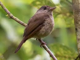 Attēlu rezultāti vaicājumam “Muscicapidae”