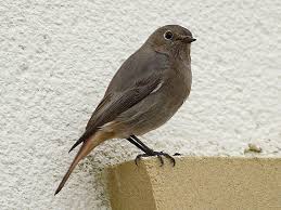 Attēlu rezultāti vaicājumam “Phoenicurus ochruros female”