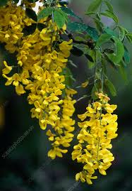 Image result for Laburnum anagyroides