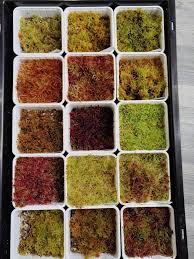 Attēlu rezultāti vaicājumam “Sphagnum contortum”