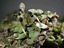 Attēlu rezultāti vaicājumam “Blepharostoma trichophyllum sporophyte”