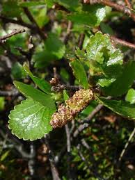 Attēlu rezultāti vaicājumam “Betula nana leaf”