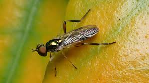 Attēlu rezultāti vaicājumam “Clitellaria ephippium”