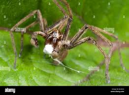 Attēlu rezultāti vaicājumam “Pisaura mirabilis female”