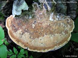 Attēlu rezultāti vaicājumam “Daedalea quercina”