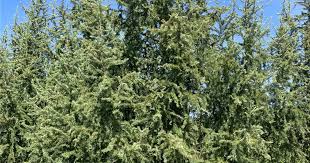 Attēlu rezultāti vaicājumam “Larix kaempferi fruit”