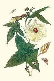 Image result for Abelmoschus moschatus