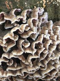 Attēlu rezultāti vaicājumam “Chondrostereum purpureum”