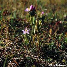 Attēlu rezultāti vaicājumam “Centaurium littorale flower”
