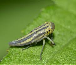 Attēlu rezultāti vaicājumam “Cicadella viridis”