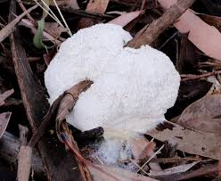 Attēlu rezultāti vaicājumam “Fuligo septica var. rosea”