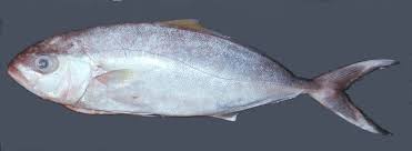 Image result for Seriola rivoliana