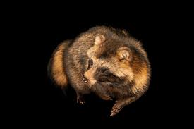 Attēlu rezultāti vaicājumam “Nyctereutes procyonoides”