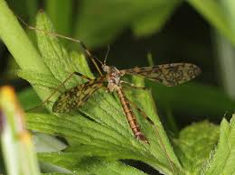 Attēlu rezultāti vaicājumam “Epiphragma ocellare”