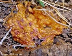 Attēlu rezultāti vaicājumam “Fuligo septica cf. rufa spores”