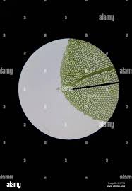 Attēlu rezultāti vaicājumam “Plagiomnium affine sporophyte”