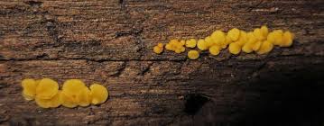 Attēlu rezultāti vaicājumam “Bisporella citrina”