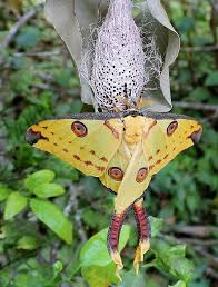 Attēlu rezultāti vaicājumam “Saturniidae”