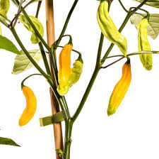 Afbeeldingsresultaat voor mme jeanette hot pepper