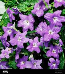 Image result for Browallia speciosa