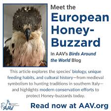 Attēlu rezultāti vaicājumam “Pernis apivorus adult”