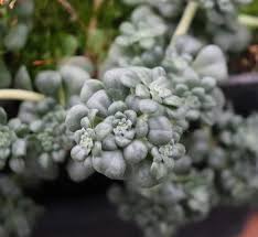 Attēlu rezultāti vaicājumam “Sedum pallidum flower”