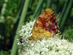 Attēlu rezultāti vaicājumam “Brenthis daphne”