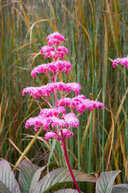 Image result for Rodgersia chocolate wings
