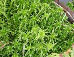 Attēlu rezultāti vaicājumam “Sphagnum girgensohnii”