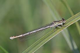 Attēlu rezultāti vaicājumam “Platycnemis pennipes female”
