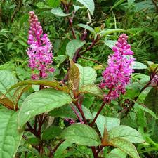 Attēlu rezultāti vaicājumam “Phytolacca acinosa flower”