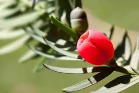 Attēlu rezultāti vaicājumam “Taxus baccata male flower”