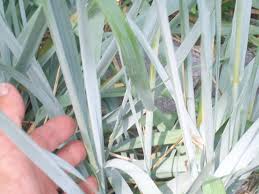 Attēlu rezultāti vaicājumam “Leymus arenarius”