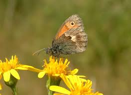 Attēlu rezultāti vaicājumam “Coenonympha pamphilus”
