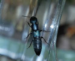 Billedresultat for rovbille