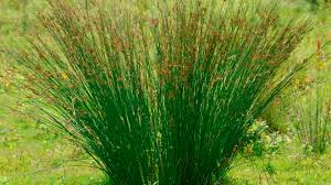 Attēlu rezultāti vaicājumam “Juncus inflexus”