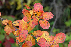 Attēlu rezultāti vaicājumam “Betula nana flower”