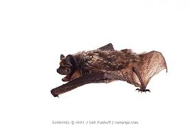 Attēlu rezultāti vaicājumam “Vespertilio murinus”