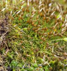 Attēlu rezultāti vaicājumam “Weissia brachycarpa”
