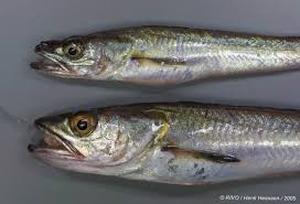 Image result for Merluccius merluccius