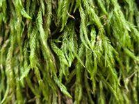 Attēlu rezultāti vaicājumam “Isothecium alopecuroides”