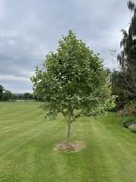 Attēlu rezultāti vaicājumam “Sorbus aria”