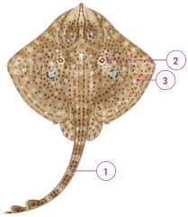 Image result for Raja polystigma